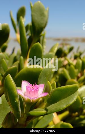 Sea Purslane / litorale purslane (portulacastrum Sesuvium) fioritura sulla riva sabbiosa di una laguna costiera, Sotavento, Fuerteventura, Isole Canarie Foto Stock