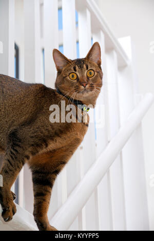 Carino giocoso wide-eyed parte abissino di giovane maschio cat i colleghi attraverso la ringhiera Foto Stock