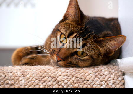 Carino giocoso wide-eyed parte abissino di giovane maschio cat orologi curiosamente giace sul gradino di sommità a guardare Foto Stock