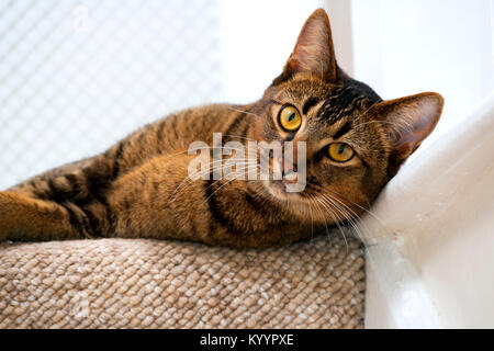 Carino giocoso wide-eyed parte abissino di giovane maschio cat orologi curiosamente giace sul gradino di sommità a guardare Foto Stock