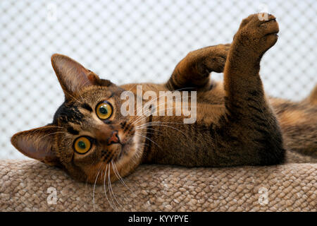 Carino giocoso wide-eyed parte abissino di giovane maschio cat orologi curiosamente giace sul gradino di sommità a guardare Foto Stock