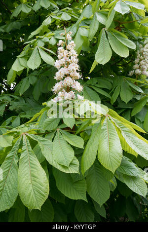 Sbocciano i fiori e foglie di ippocastano albero, Aesculus hippocastanum Foto Stock