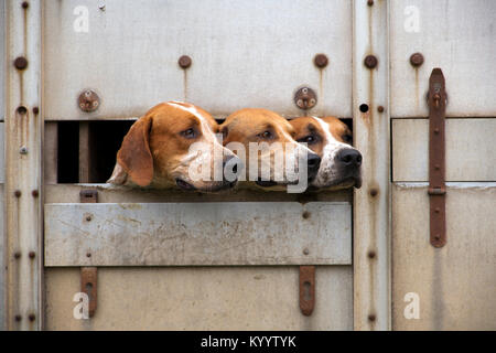 Tre cani da caccia del peering fuori dal passaggio di un autocarro di trasportatore Foto Stock