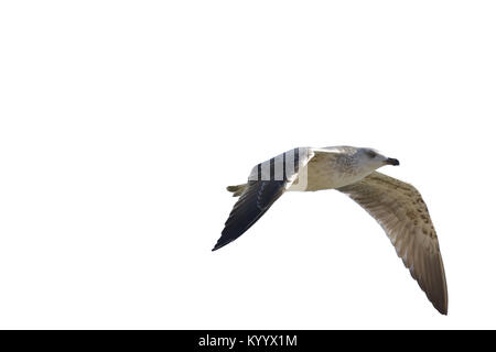 Flying seagull isolati su sfondo bianco Foto Stock