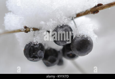 Bacche (strozzatura ciliegie) su ramoscello coperti in appena sceso neve close up Foto Stock