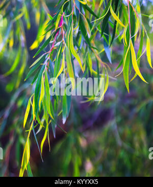 Sfondo naturale con foglie jarrah Foto Stock