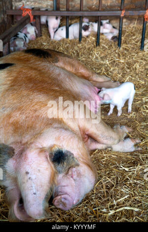 Un Gloucester Old Spot sow e i suoi giovani suinetti di alimentazione in un capannone. Il runt della lettiera attende fino all'ultimo. Foto Stock