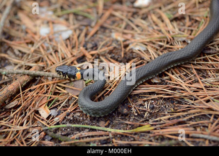 Biscia strisciando sul terreno cosparso di aghi di pino Foto Stock