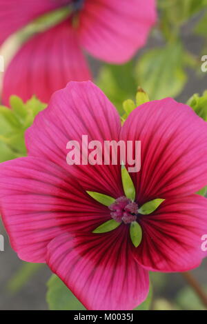 Malope Trifida 'Vulcan' in fiore nel giardino un confine in tarda estate, England, Regno Unito Foto Stock