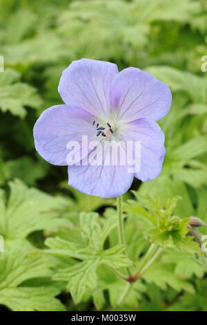 Geranium himalayense " Irish Blue', in fiore nel giardino un confine in tarda estate, England, Regno Unito Foto Stock