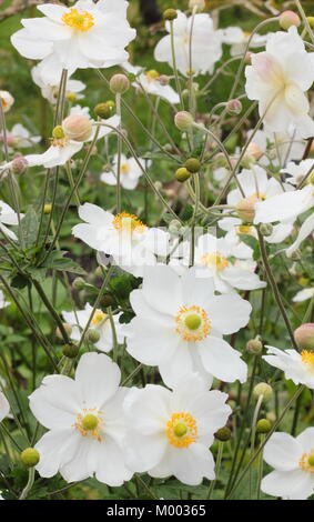 Anemone x hybrida "Honorine Jobert' in fiore nel giardino un confine in tarda estate, England, Regno Unito Foto Stock