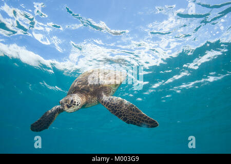Sea Turtle nuotare nel mare azzurro Underwater Foto Stock