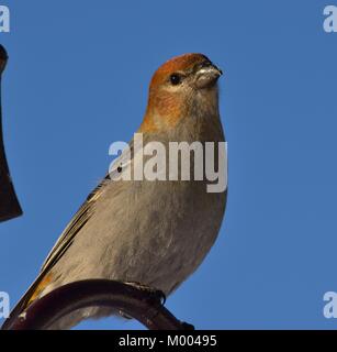 Una bella Grosbeak in attesa di ottenere per l'alimentatore. Presi nel sud interno della British Columbia su gennaio 15, 2018 a 3:40 PM. Foto Stock