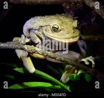 Mondo cubano più grande raganella di notte .Il cubano raganella ( Osteopilus septentrionalis ) . Cuba in habitat naturali Foto Stock