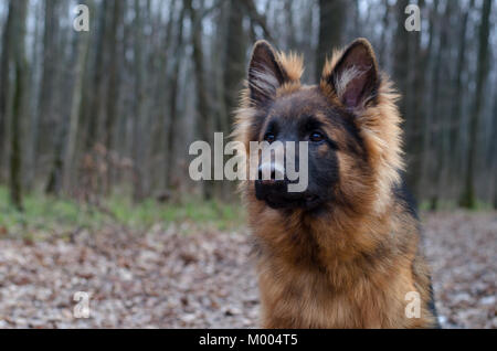 Ritratto di giovane Fluffy pastore tedesco cane nella foresta. Passeggiate con animali domestici all'aperto. Foto Stock