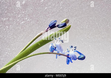 Primi fiori di primavera. Gara delicata primule con bucaneve, su sfondo chiaro. Scilla siberica siberiano squill. Foto Stock