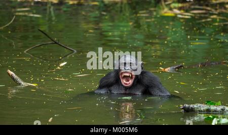 Sorridente Bonobo nell'acqua. Bonobo in acqua con piacere e sorrisi. Bonobo in piedi in cerca di stagno per il frutto che è caduto in acqua. Foto Stock