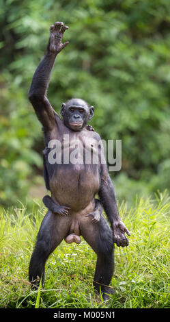 Uno scimpanzé Bonobo madre con bambino in piedi sulle sue gambe e mano fino. a breve distanza, vicino. Il Bonobo ( Pan paniscus), chiamato pigmeo di chi Foto Stock