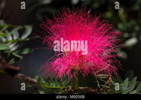 Il persiano di seta o di albero Albizia julibrissin fiore Foto Stock