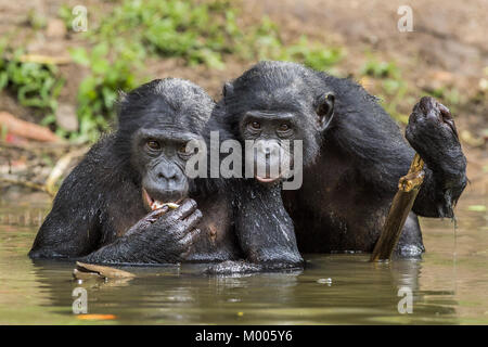 La scimpanzé Bonobos nell'acqua. Il bonobo ( Pan paniscus), in precedenza chiamato pigmeo di scimpanzé e meno spesso, il nano o gracile di scimpanzé. Foto Stock