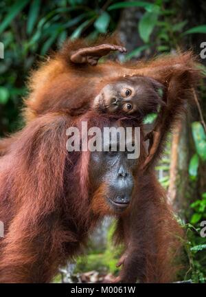 Madre orangutan e cub in un habitat naturale. Bornean orangutan (Pongo pygmaeus wurmbii) nella natura selvaggia. La foresta pluviale di isola di Borneo. Indonesia. Foto Stock