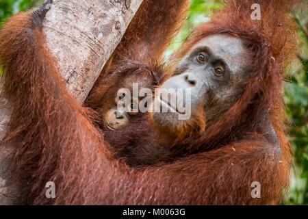 Madre orangutan e cub in un habitat naturale. Bornean orangutan (Pongo pygmaeus wurmbii) nella natura selvaggia. La foresta pluviale di isola di Borneo. Indonesia. Foto Stock