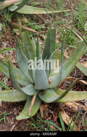 Aloe vera pianta, Mosi-oa-Tunya National Park Victoria Falls, Zimbabwe. Foto Stock