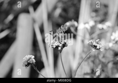 Vista di testa di virgola butterfly bere il nettare dai fiori di verbena, sfondo sfocato delle margherite e legno oltre - elaborazione monocromatica Foto Stock