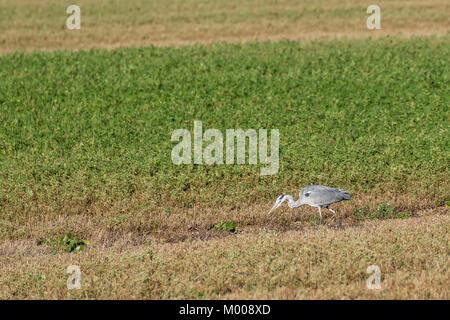 Airone cenerino a caccia di prede in un campo Foto Stock