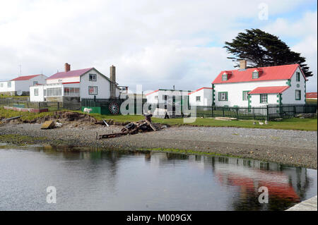 Verde d'oca, East Falkland. Foto Stock