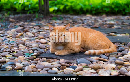 Un marrone thai cat sdraiarsi e addormentato sul pavimento di ghiaia nella zona del giardino, il fuoco selettivo. Foto Stock