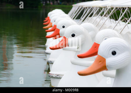 Un gruppo di anatra bianco barche a pedali è parcheggiato sul lago. in attesa dell'utente su un mattino luminoso nel parco pubblico. Foto Stock