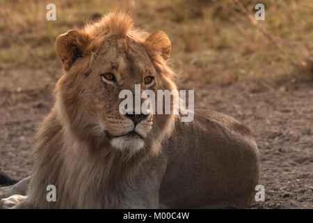 Ritratto di un maschio di leone al tramonto sul Masai Mara, Kenya Foto Stock