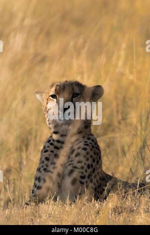 Un giovane maschio ghepardo si appoggia a lungo erba secca della savana. Masai Mara, Kenya Foto Stock