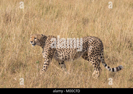 Un maschio affamati di ghepardo caccia attraverso l'erba secca del Masai Mara, Kenya Foto Stock