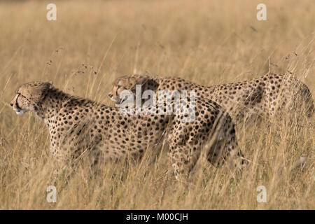 Due giovani fratelli ghepardo caccia nell'erba lunga del Masai Mara, Kenya Foto Stock