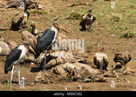 Gli avvoltoi festa sulle carcasse di gnu uccisi in un fiume di Mara attraversando durante la grande migrazione, il Masai Mara, Kenya Foto Stock