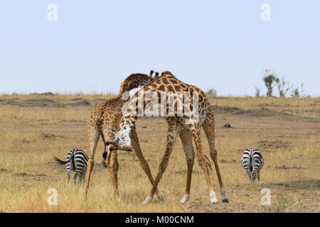 Due maschio giraffe combattimenti in Masai Mara, Kenya Foto Stock