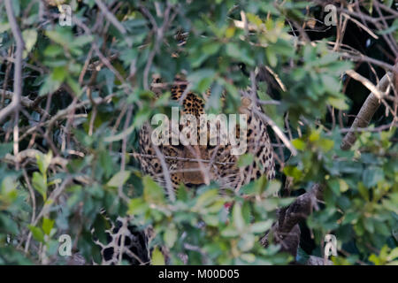 Una diffida Leopard nasconde la sua uccidere in un albero, il Masai Mara, Kenya Foto Stock