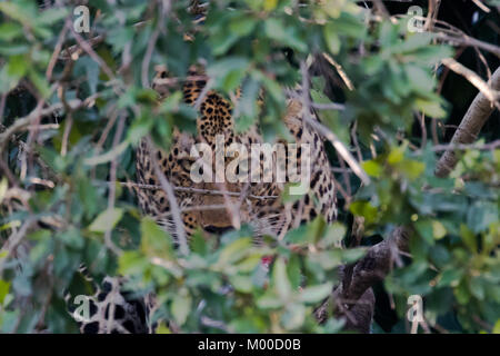 Una diffida Leopard nasconde la sua uccidere in un albero, il Masai Mara, Kenya Foto Stock