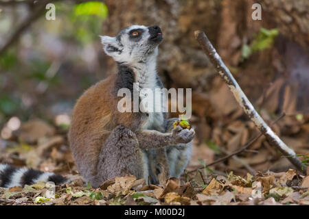 Anello lemure codato alimentare sul suolo della foresta in Isalo National Park, Madagascar Foto Stock