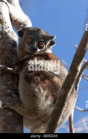 A rischio di estinzione Ankarana lemure sportive si trovano solo nel nord del Madagascar. Si stima che vi siano meno di 500 individui nel selvaggio. Foto Stock