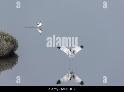 Avocette (Recurvirostra avosetta) volare sull'acqua Foto Stock