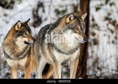 Lupo grigio, Canis lupus, due lupi in piedi in un inverno nevoso foresta. Foto Stock