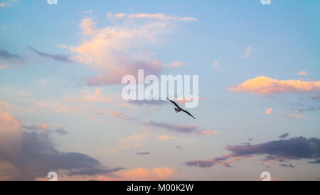 Flying seagull dal retro in un colorato cielo nuvoloso. Foto Stock