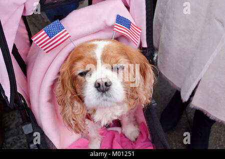 Cardiff, Regno Unito. 18 gennaio, 2018. Camilla il cane è uno dei primi inline al Castello di Cardiff davanti a Sua Altezza Reale il principe Henry del Galles e Meghan Markle la visita. Credito: Betania Shorey/Alamy Live News Foto Stock