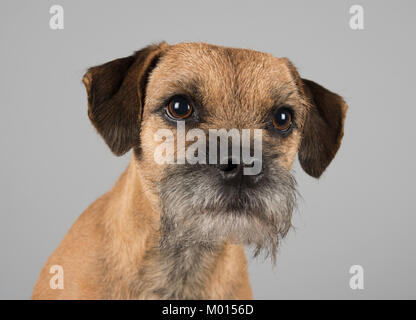 Ritratto di un cane da compagnia (border terrier, maschio, 3 anni) nel Regno Unito Foto Stock