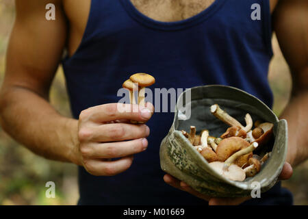 Funghi di Bosco in agricoltore le mani Foto Stock