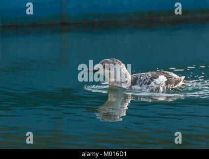 Black Guillemot in inverno piumaggio, nel porto di sovrani, Eastbourne. Raccolto di tenuta. Foto Stock