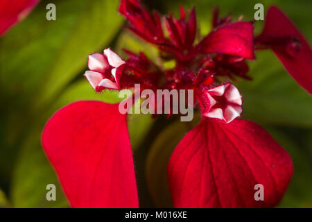 Dettaglio di Mussaenda erythrophylla apertura dei fiori, comunemente chiamato Ashanti sangue tropicale, sanguinello e bandiera rossa bush, Kenya, Africa orientale Foto Stock